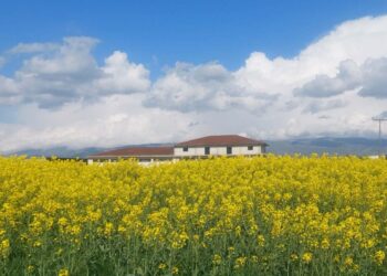 “Ξανακιτρίνισε” ο κάμπος της Εορδαίας με την Ελαιοκράμβη! (Της Κούλας Πουλασιχίδου)
