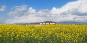 “Ξανακιτρίνισε” ο κάμπος της Εορδαίας με την Ελαιοκράμβη! (Της Κούλας Πουλασιχίδου)