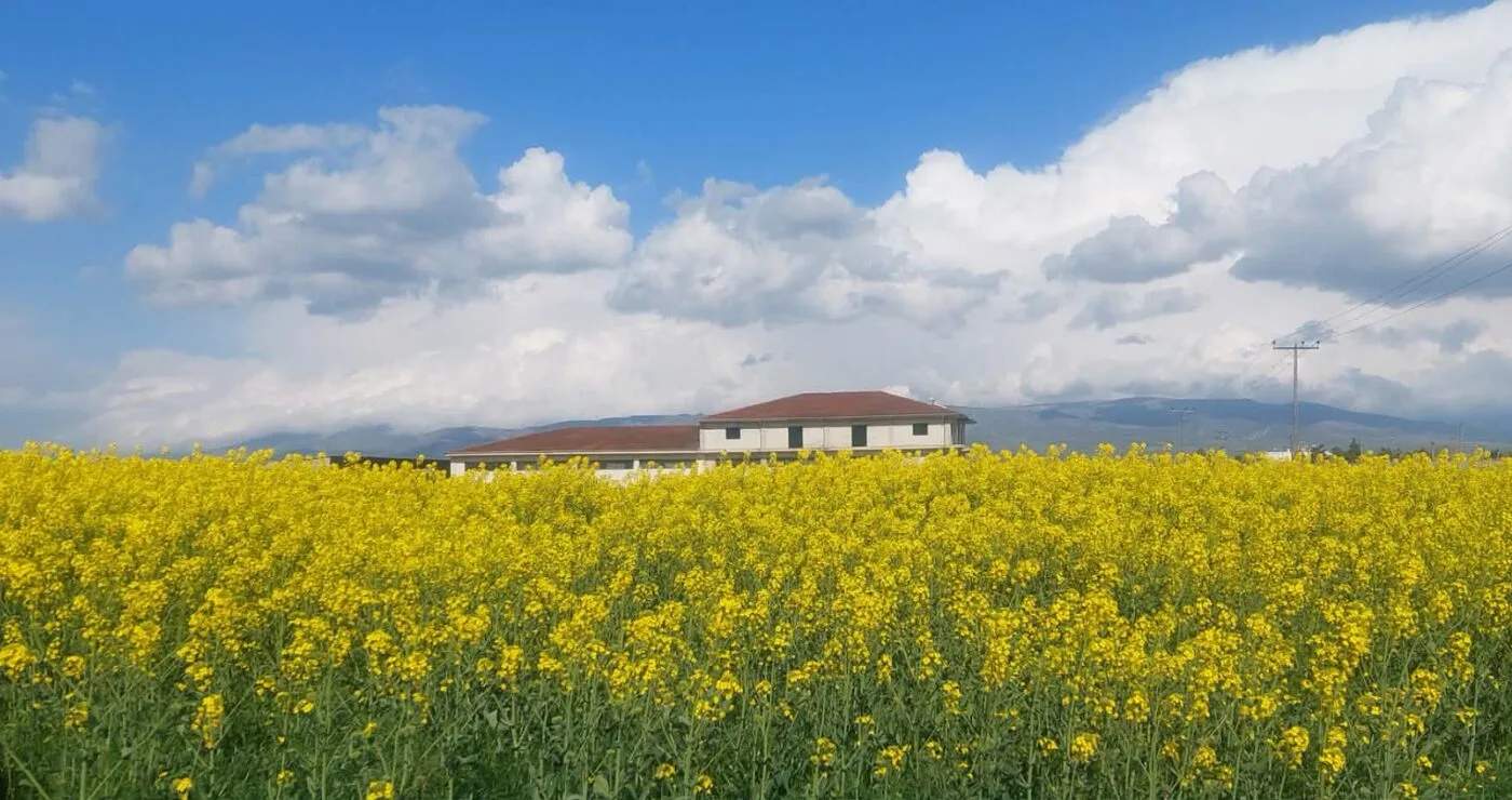 “Ξανακιτρίνισε” ο κάμπος της Εορδαίας με την Ελαιοκράμβη! (Της Κούλας Πουλασιχίδου)