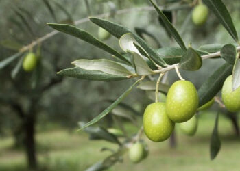 Υποχρεώσεις για τους ελαιοκαλλιεργητές στην ΠΕ Κοζάνης: τι ισχύει για το ελαιοκομικό μητρώο