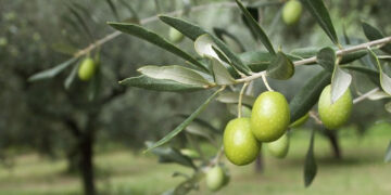 Υποχρεώσεις για τους ελαιοκαλλιεργητές στην ΠΕ Κοζάνης: τι ισχύει για το ελαιοκομικό μητρώο