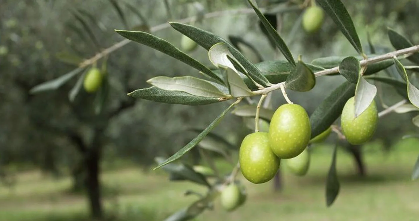 Υποχρεώσεις για τους ελαιοκαλλιεργητές στην ΠΕ Κοζάνης: τι ισχύει για το ελαιοκομικό μητρώο