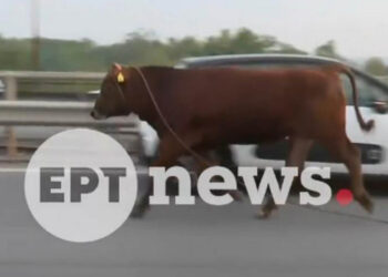 Απίστευτο σκηνικό στη Θεσσαλονίκη: Ανεξέλεγκτη αγελάδα έτρεχε στην Εθνική Οδό