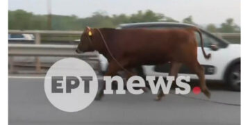 Απίστευτο σκηνικό στη Θεσσαλονίκη: Ανεξέλεγκτη αγελάδα έτρεχε στην Εθνική Οδό