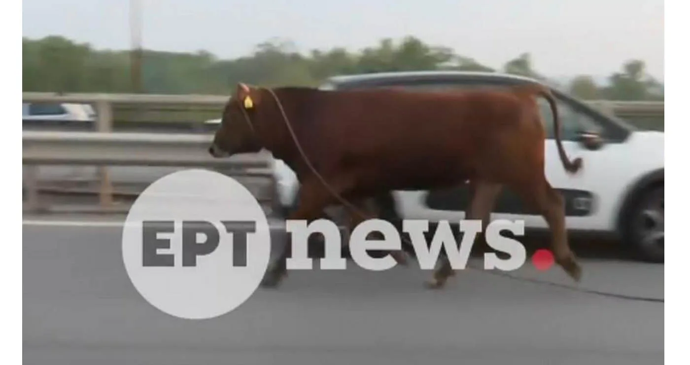 Απίστευτο σκηνικό στη Θεσσαλονίκη: Ανεξέλεγκτη αγελάδα έτρεχε στην Εθνική Οδό