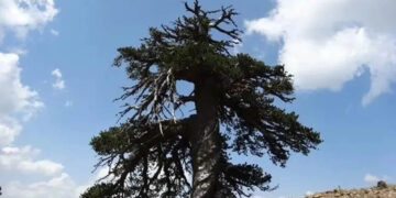 «Άδωνις»: Το αρχαιότερο ζωντανό κωνοφόρο δέντρο της Ευρώπης είναι στα Γρεβενά