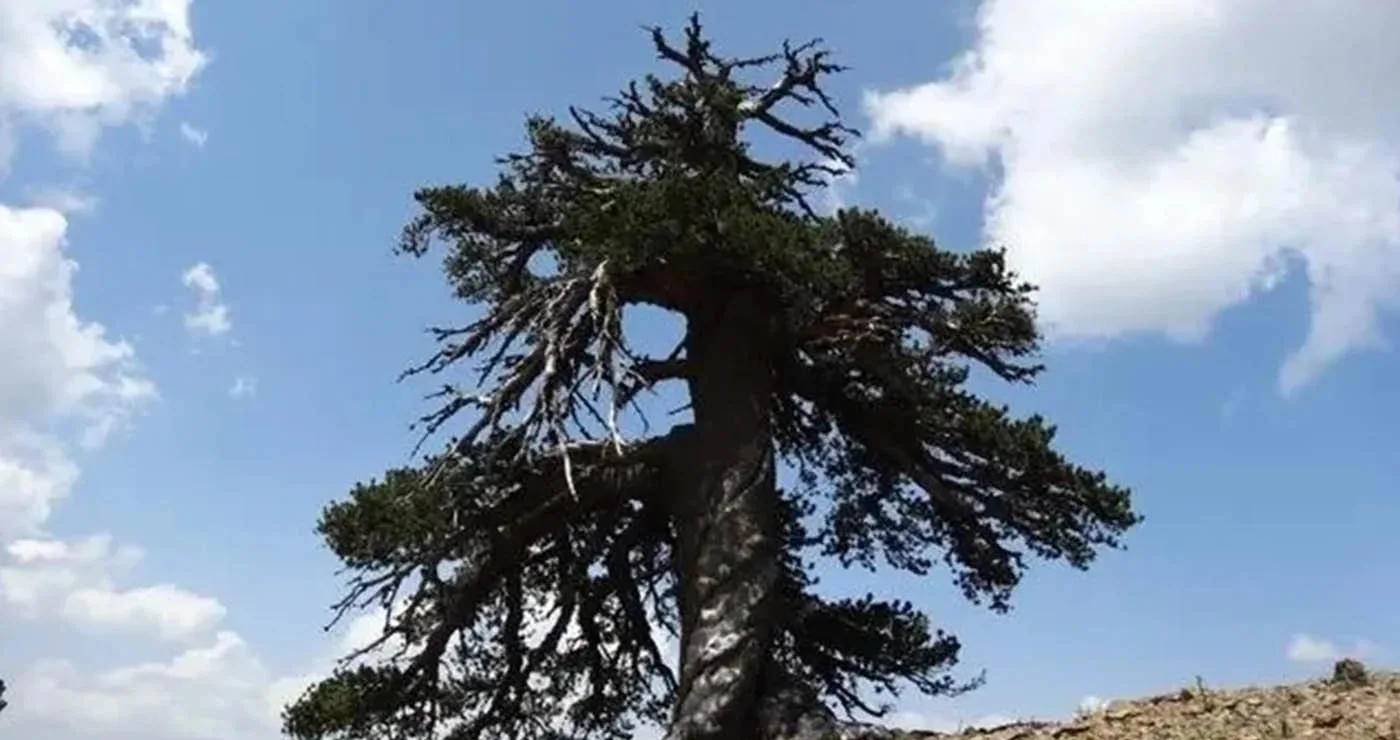 «Άδωνις»: Το αρχαιότερο ζωντανό κωνοφόρο δέντρο της Ευρώπης είναι στα Γρεβενά
