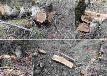 Αλλοδαπός πιάστηκε να κόβει παράνομα δέντρα στην Καστοριά – Νωρίτερα εισήλθε παράνομα στη χωρά