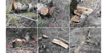 Αλλοδαπός πιάστηκε να κόβει παράνομα δέντρα στην Καστοριά – Νωρίτερα εισήλθε παράνομα στη χωρά