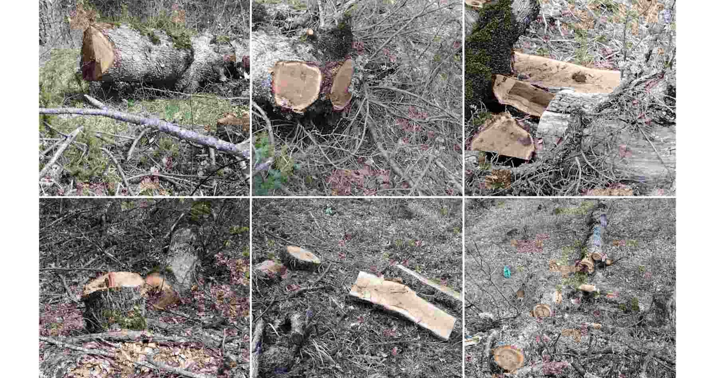 Αλλοδαπός πιάστηκε να κόβει παράνομα δέντρα στην Καστοριά – Νωρίτερα εισήλθε παράνομα στη χωρά