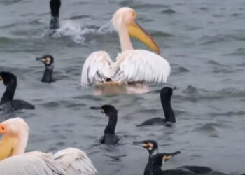 Μαγευτικοί οι «φρουροί» της λίμνης Πολυφύτου: Ενα πρώτο απόσπασμα από ντοκιμαντέρ για τα πουλιά της περιοχής