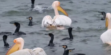 Μαγευτικοί οι «φρουροί» της λίμνης Πολυφύτου: Ενα πρώτο απόσπασμα από ντοκιμαντέρ για τα πουλιά της περιοχής