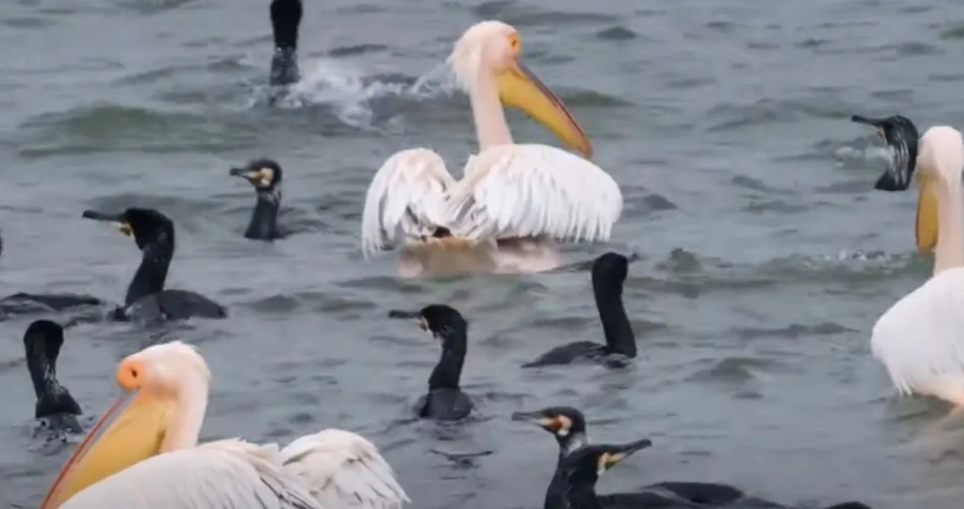 Μαγευτικοί οι «φρουροί» της λίμνης Πολυφύτου: Ενα πρώτο απόσπασμα από ντοκιμαντέρ για τα πουλιά της περιοχής