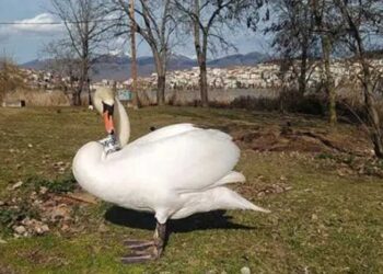 Καστοριά: Νεκρός κύκνος από τη γρίπη των πτηνών