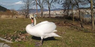 Καστοριά: Νεκρός κύκνος από τη γρίπη των πτηνών