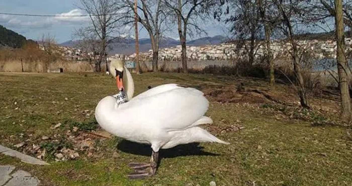Καστοριά: Νεκρός κύκνος από τη γρίπη των πτηνών
