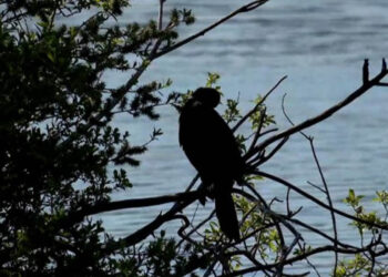 Οι λαγγόνες επέστρεψαν μετά από χρόνια στην Καστοριά