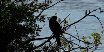 Οι λαγγόνες επέστρεψαν μετά από χρόνια στην Καστοριά