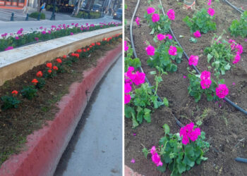 “Άνθισε” το Κέντρο της Πτολεμαΐδας με τα πολύχρωμα λουλούδια να κάνουν την εμφάνισή τους σε παρτέρια, πλατείες και κόμβους της Πόλης! (της Κούλας Πουλασιχίδου)