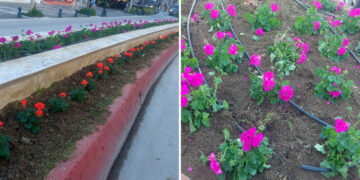 “Άνθισε” το Κέντρο της Πτολεμαΐδας με τα πολύχρωμα λουλούδια να κάνουν την εμφάνισή τους σε παρτέρια, πλατείες και κόμβους της Πόλης! (της Κούλας Πουλασιχίδου)