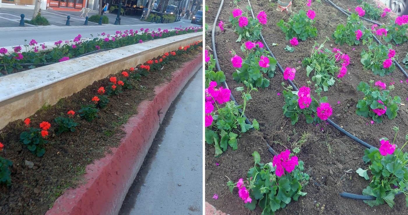 “Άνθισε” το Κέντρο της Πτολεμαΐδας με τα πολύχρωμα λουλούδια να κάνουν την εμφάνισή τους σε παρτέρια, πλατείες και κόμβους της Πόλης! (της Κούλας Πουλασιχίδου)