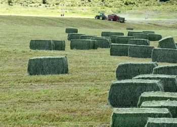 Στην έκτακτη αποζημίωση της μηδικής η Περιφερειακή Ενότητα Κοζάνης- Τα ποσά για τους δικαιούχους