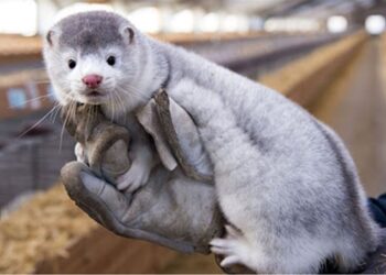 Επιδημιολογική μελέτη για τις επιπτώσεις του ιού CDV στα μινκ της Δυτικής Μακεδονίας- Έρευνα για την τήρηση των κανόνων και πιθανών κενών στις εκτροφές