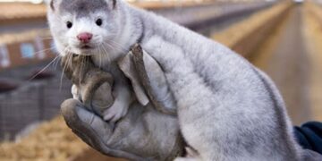 Επιδημιολογική μελέτη για τις επιπτώσεις του ιού CDV στα μινκ της Δυτικής Μακεδονίας- Έρευνα για την τήρηση των κανόνων και πιθανών κενών στις εκτροφές