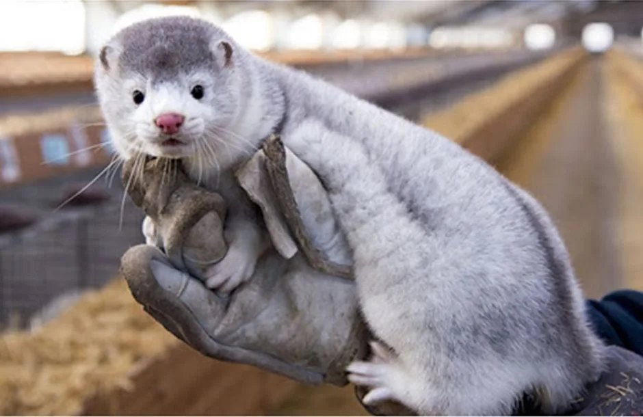 Επιδημιολογική μελέτη για τις επιπτώσεις του ιού CDV στα μινκ της Δυτικής Μακεδονίας- Έρευνα για την τήρηση των κανόνων και πιθανών κενών στις εκτροφές