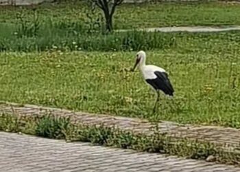 Πελαργός…κάτοικος Ολυμπιάδας (video)