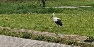 Πελαργός…κάτοικος Ολυμπιάδας (video)