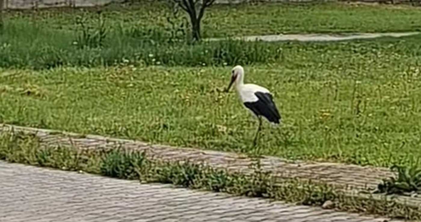 Πελαργός…κάτοικος Ολυμπιάδας (video)