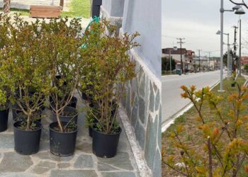 Κοινότητα Περδίκκα: «Φυτεύτηκαν 20 δέντρα στρατηγοί στην είσοδο του χωριού»