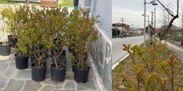 Κοινότητα Περδίκκα: «Φυτεύτηκαν 20 δέντρα στρατηγοί στην είσοδο του χωριού»