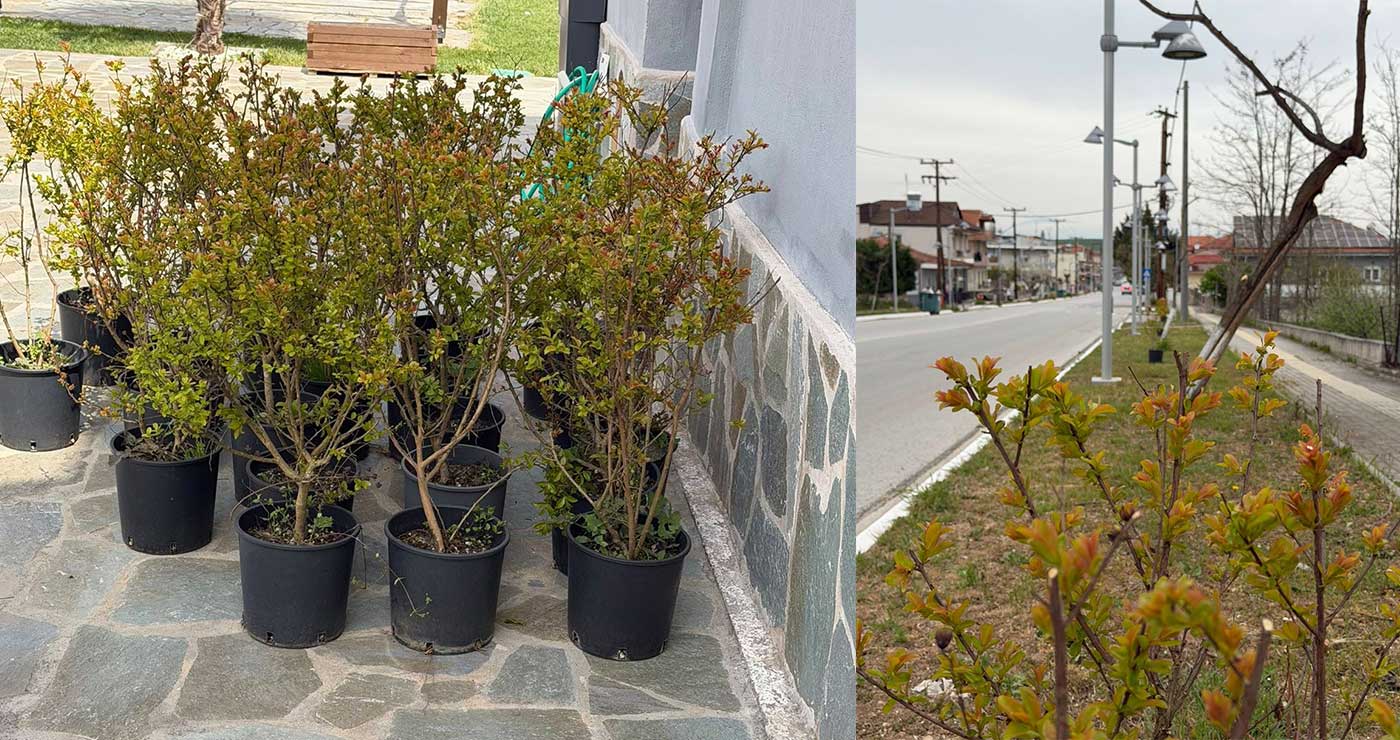 Κοινότητα Περδίκκα: «Φυτεύτηκαν 20 δέντρα στρατηγοί στην είσοδο του χωριού»