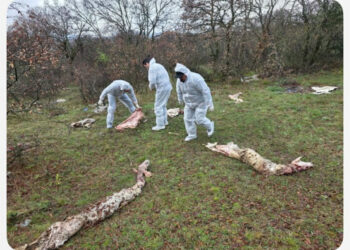 Προβιές και κεφάλια ζώων μετά από «παράνομη» σφαγή στον Αγ. Ελευθέριο Κοζάνης