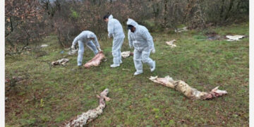 Προβιές και κεφάλια ζώων μετά από «παράνομη» σφαγή στον Αγ. Ελευθέριο Κοζάνης