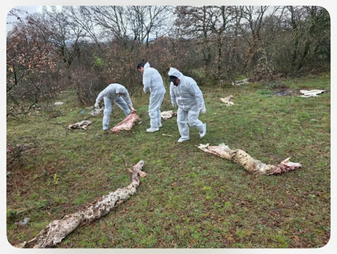 Προβιές και κεφάλια ζώων μετά από «παράνομη» σφαγή στον Αγ. Ελευθέριο Κοζάνης
