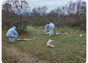 Προβιές και κεφάλια ζώων μετά από «παράνομη» σφαγή στον Αγ. Ελευθέριο Κοζάνης
