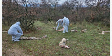 Προβιές και κεφάλια ζώων μετά από «παράνομη» σφαγή στον Αγ. Ελευθέριο Κοζάνης