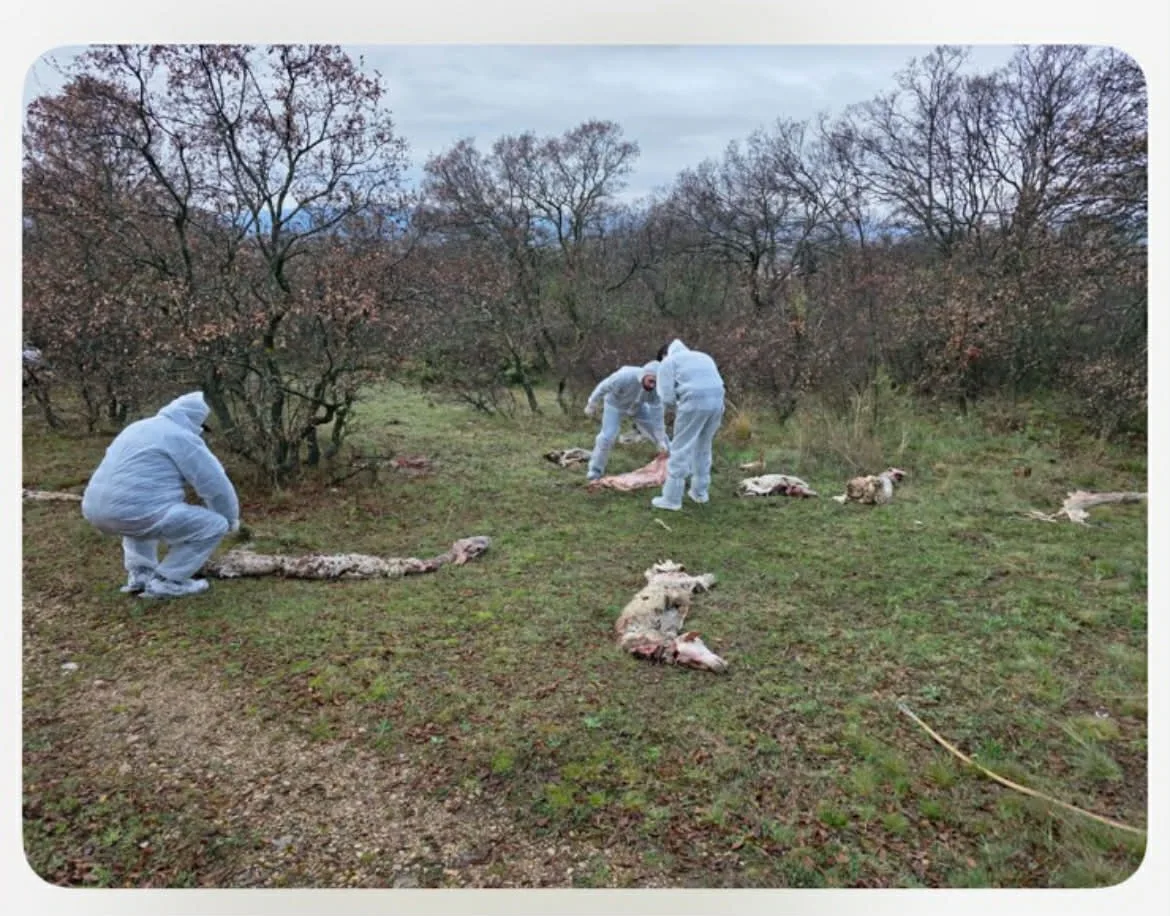 Προβιές και κεφάλια ζώων μετά από «παράνομη» σφαγή στον Αγ. Ελευθέριο Κοζάνης