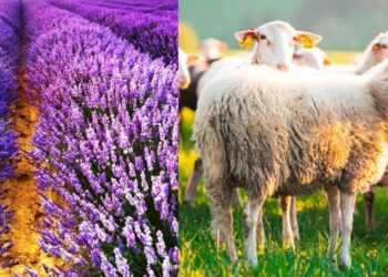Βόιο: Εγκρίθηκαν μετακινήσεις αιγοπροβάτων για σφαγή και αποζημιώσεις για τη λεβάντα