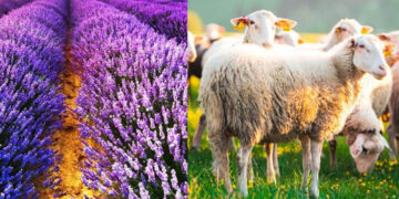 Βόιο: Εγκρίθηκαν μετακινήσεις αιγοπροβάτων για σφαγή και αποζημιώσεις για τη λεβάντα