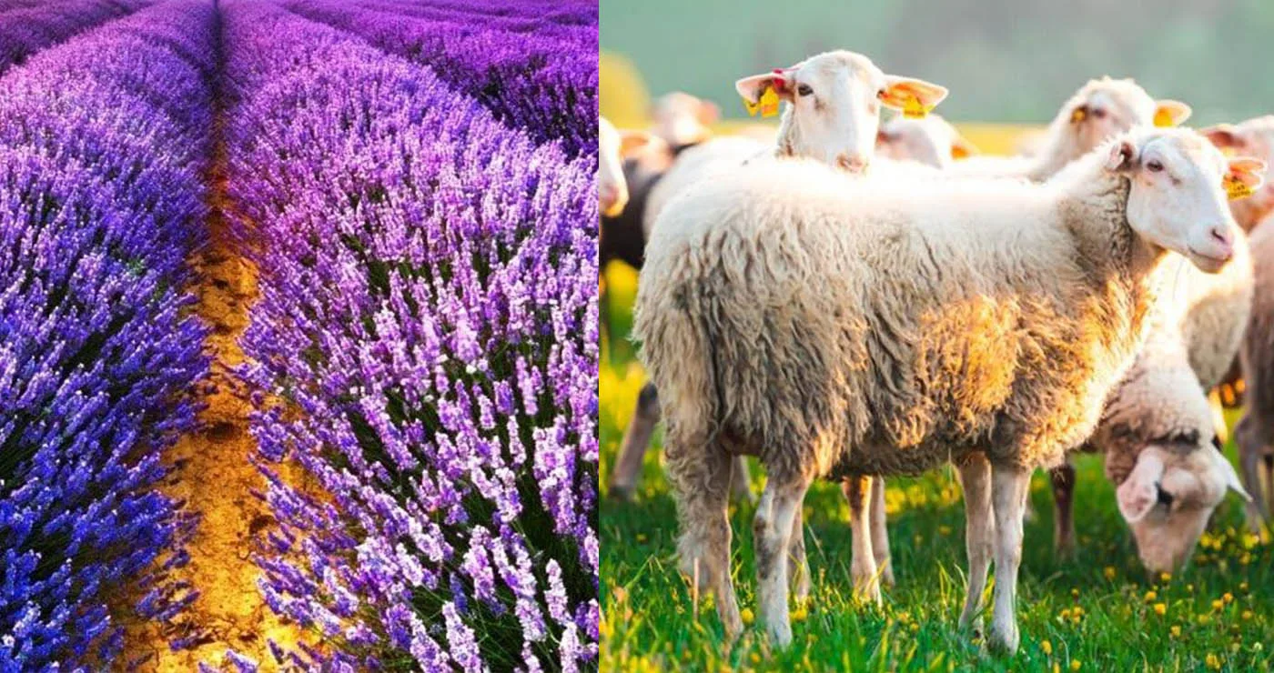 Βόιο: Εγκρίθηκαν μετακινήσεις αιγοπροβάτων για σφαγή και αποζημιώσεις για τη λεβάντα