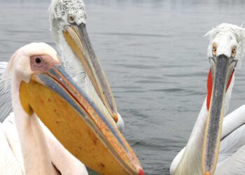 Πρέσπες: Εκατοντάδες ροδοπελεκάνοι δημιουργούν μαγικές εικόνες