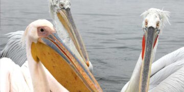 Πρέσπες: Εκατοντάδες ροδοπελεκάνοι δημιουργούν μαγικές εικόνες