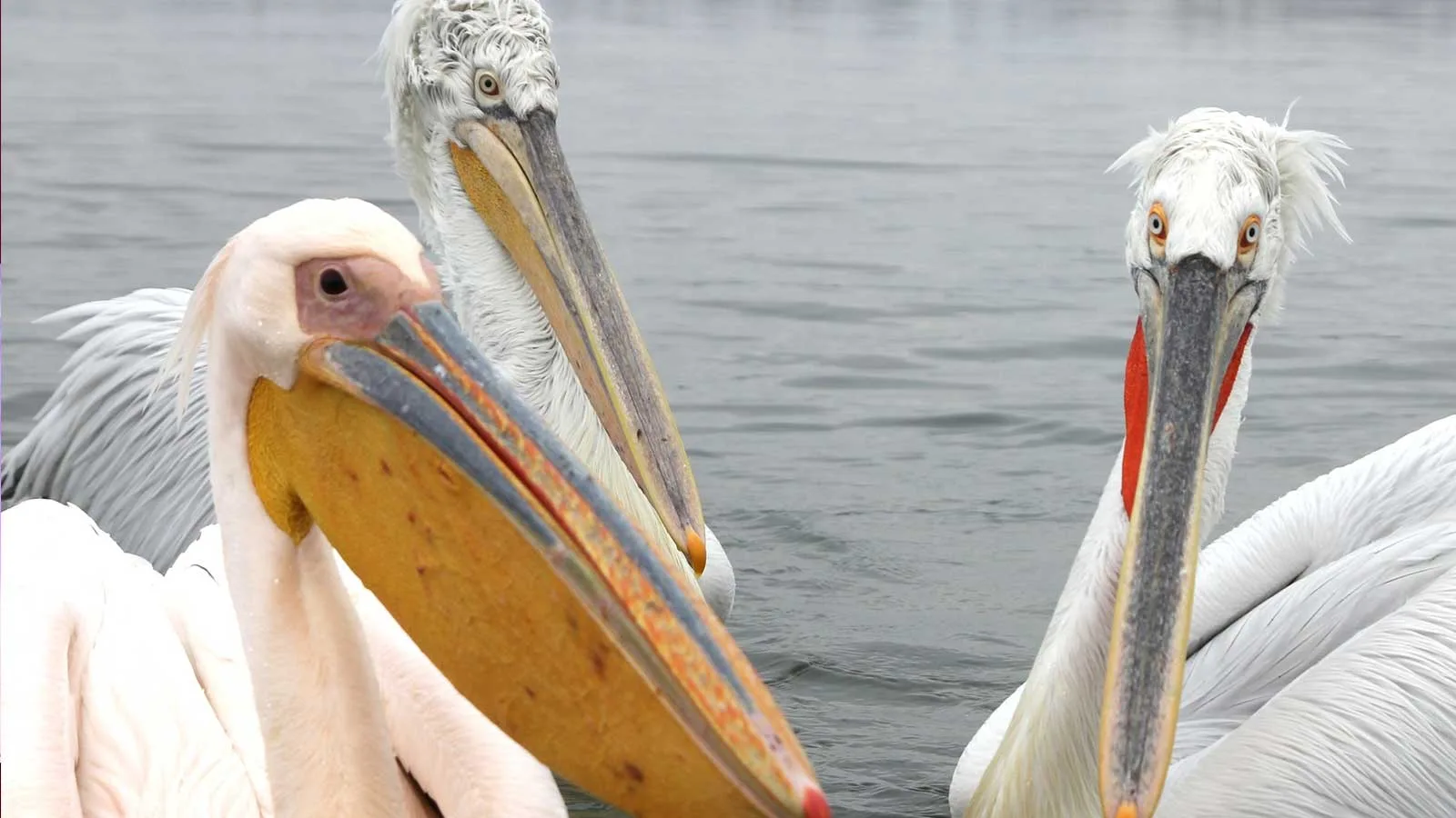 Πρέσπες: Εκατοντάδες ροδοπελεκάνοι δημιουργούν μαγικές εικόνες