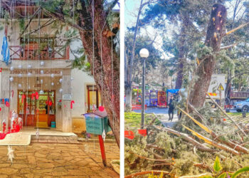 Πτολεμαΐδα: Κόπηκε το επικίνδυνο δέντρο μπροστά από τη Βιβλιοθήκη – Η ανάρτηση της Σοφίας Καλμανίδου