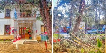 Πτολεμαΐδα: Κόπηκε το επικίνδυνο δέντρο μπροστά από τη Βιβλιοθήκη – Η ανάρτηση της Σοφίας Καλμανίδου