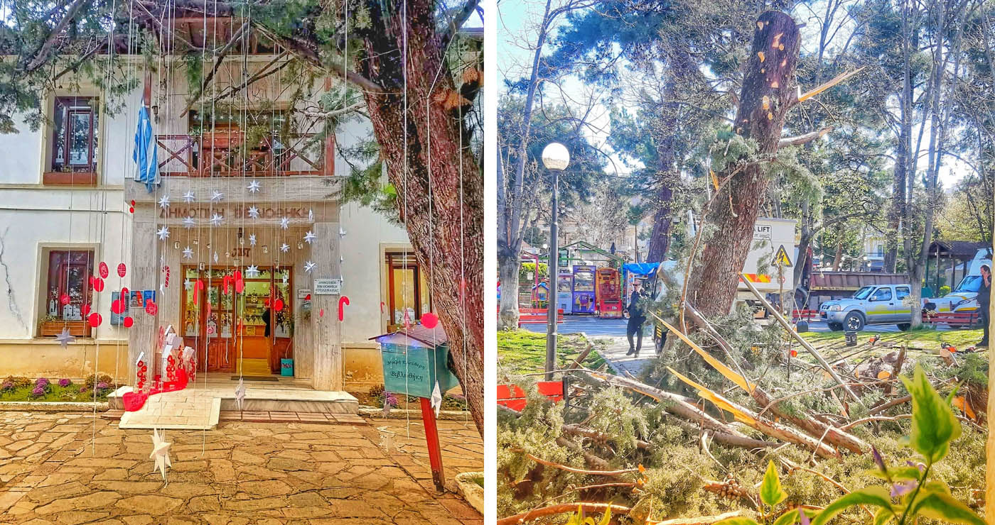 Πτολεμαΐδα: Κόπηκε το επικίνδυνο δέντρο μπροστά από τη Βιβλιοθήκη – Η ανάρτηση της Σοφίας Καλμανίδου